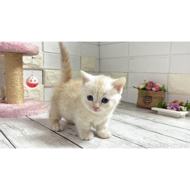 販売中の埼玉県のマンチカン(短足)-131367の3枚目