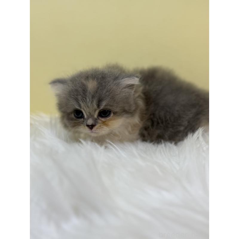 販売中の埼玉県のラガマフィン-131177の2枚目