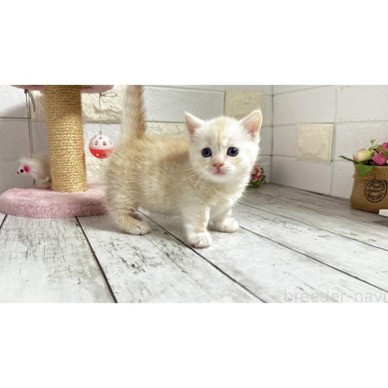 販売中の埼玉県のマンチカン(短足)-131367の2枚目