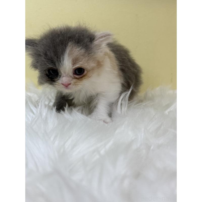 販売中の埼玉県のラガマフィン-131178の4枚目