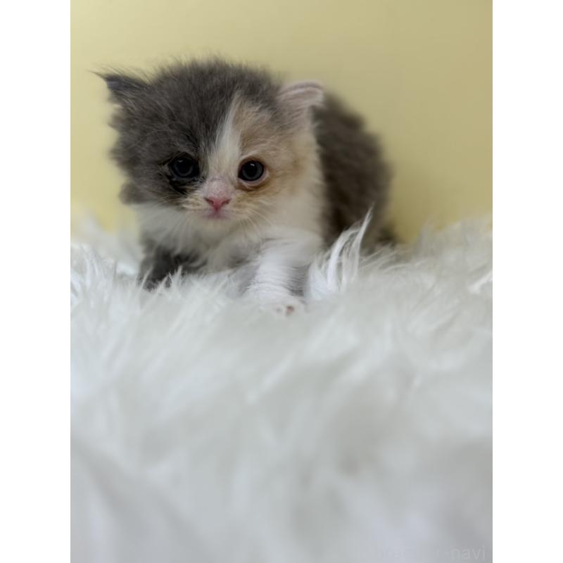 販売中の埼玉県のラガマフィン-131178の3枚目