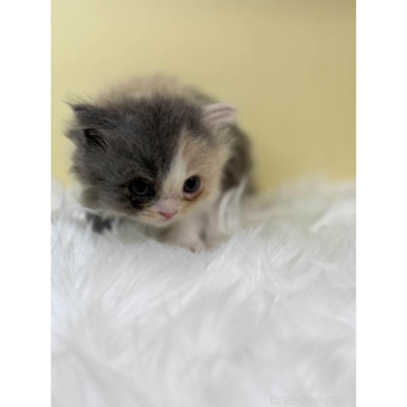 販売中の埼玉県のラガマフィン-131178の2枚目