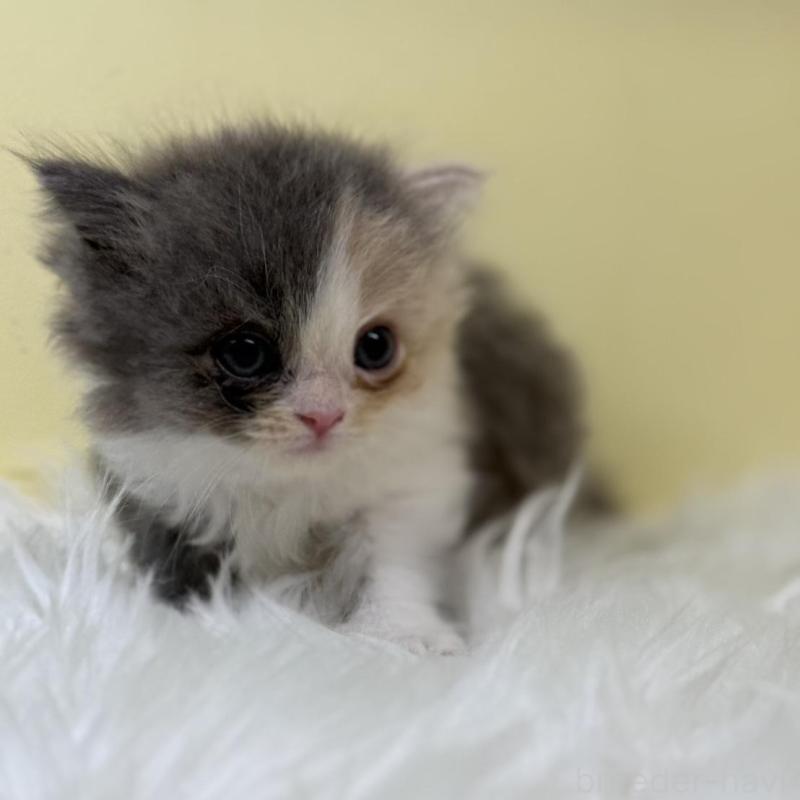 販売中の埼玉県のラガマフィン-131178