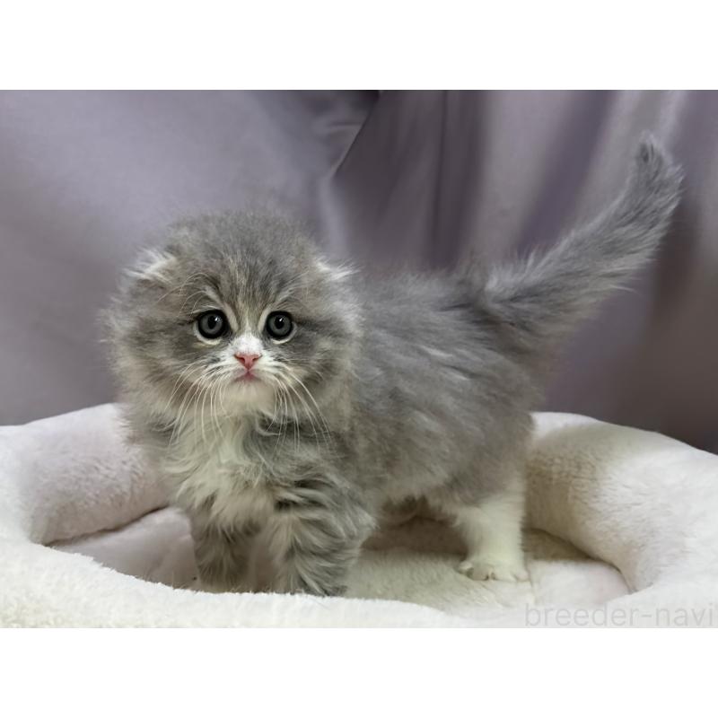 成約済の千葉県のスコティッシュフォールド(折れ耳)-129870の5枚目