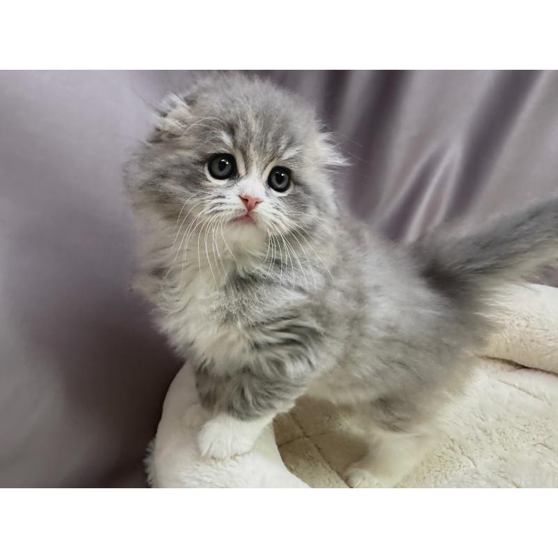 販売中の千葉県のスコティッシュフォールド(折れ耳)-129870