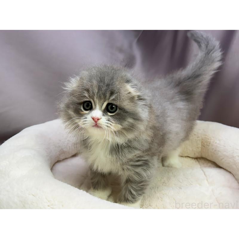 成約済の千葉県のスコティッシュフォールド(折れ耳)-129870の4枚目