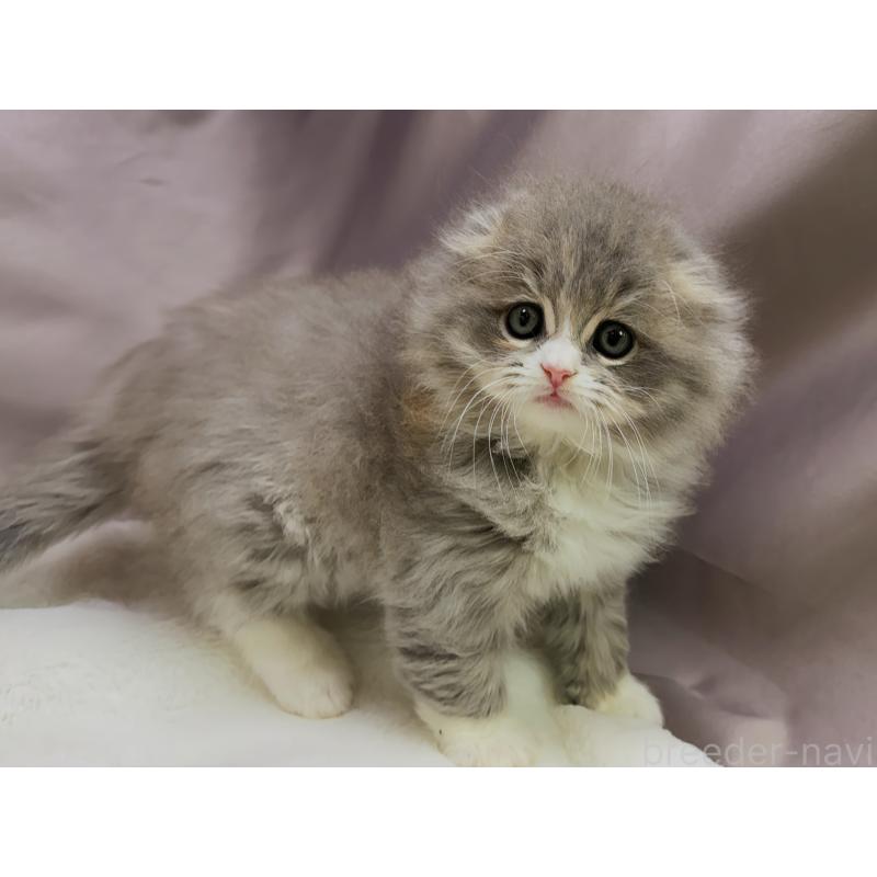 成約済の千葉県のスコティッシュフォールド(折れ耳)-129870の3枚目