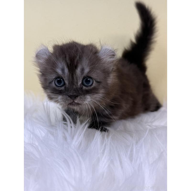 販売中の埼玉県のアメリカンカール-131179の4枚目