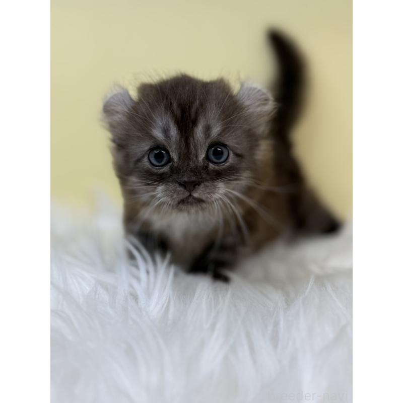 販売中の埼玉県のアメリカンカール-131179の2枚目