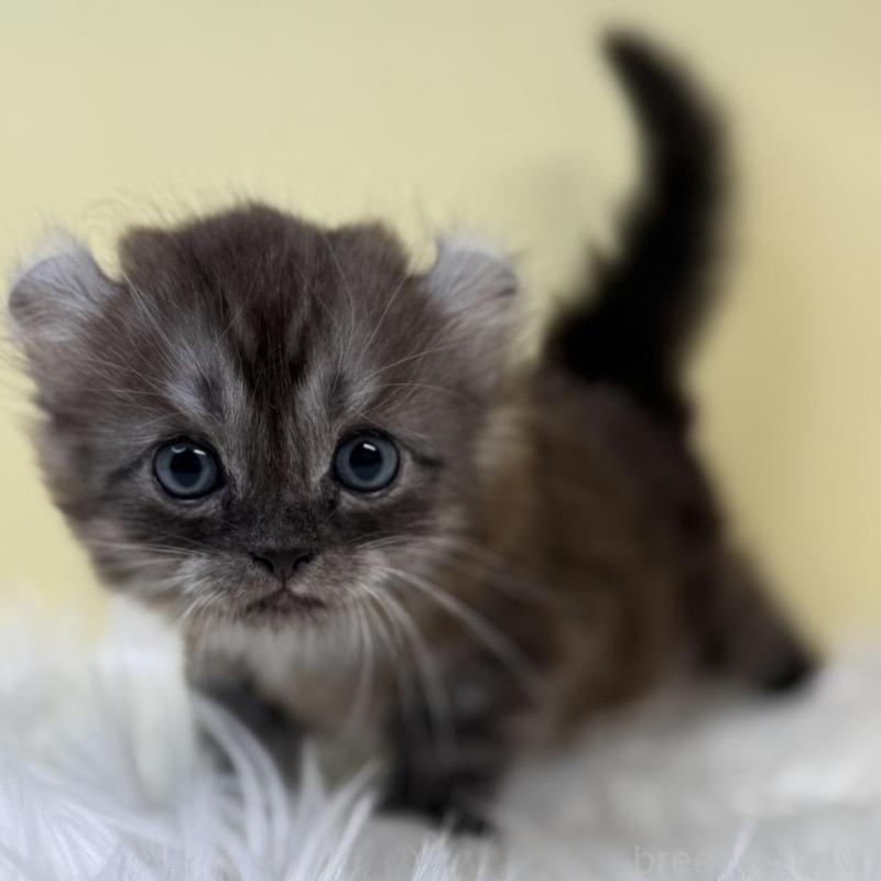 販売中の埼玉県のアメリカンカール-131179