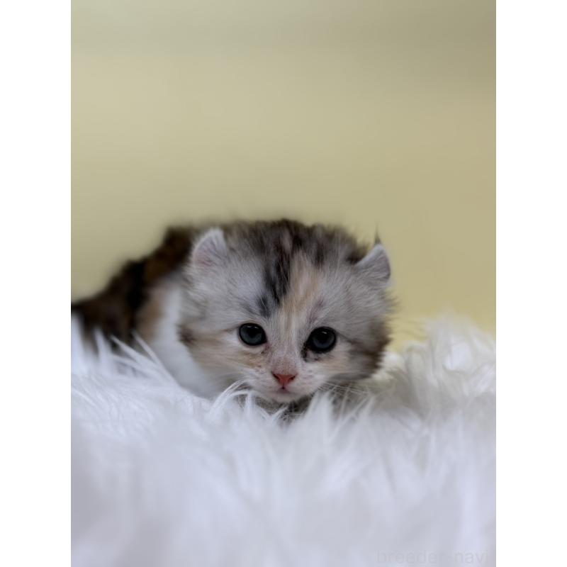 販売中の埼玉県のアメリカンカール-131180の4枚目