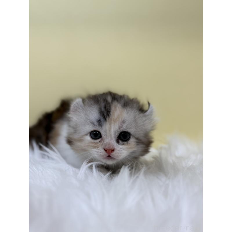 販売中の埼玉県のアメリカンカール-131180の2枚目