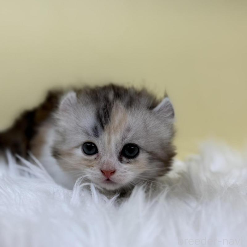 販売中の埼玉県のアメリカンカール-131180