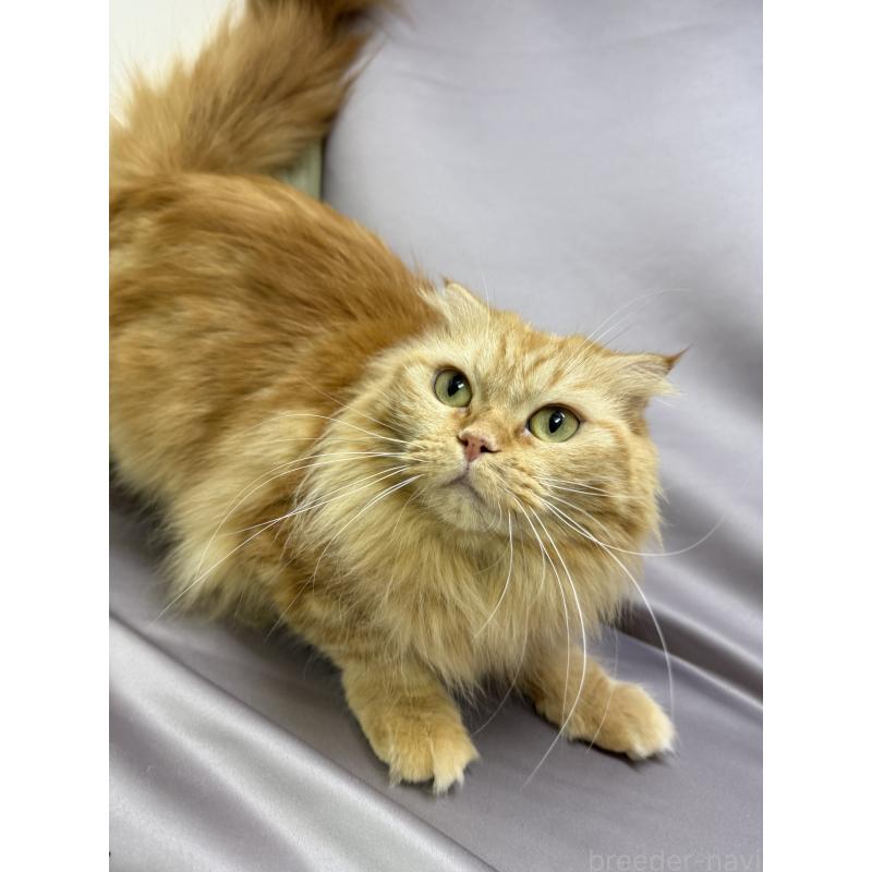 さざえちゃん1枚目