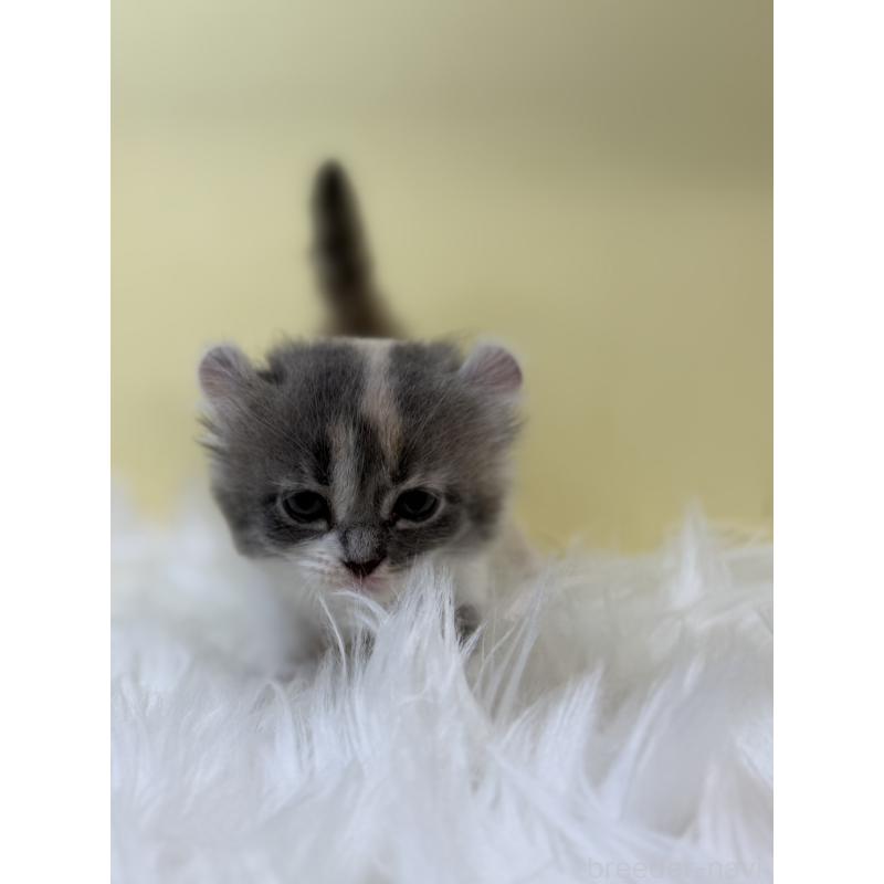 販売中の埼玉県のアメリカンカール-131181の4枚目