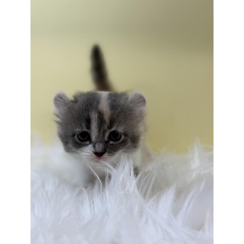 販売中の埼玉県のアメリカンカール-131181の3枚目