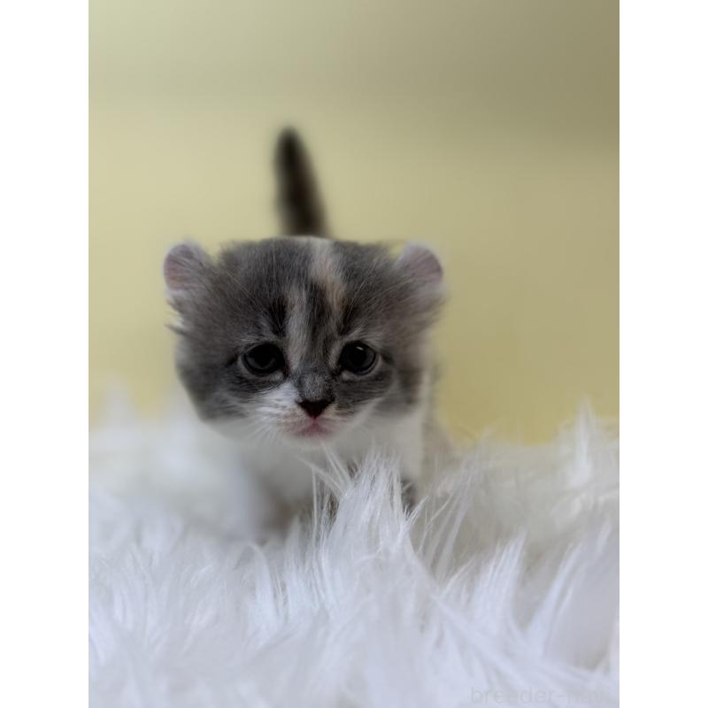 販売中の埼玉県のアメリカンカール-131181の2枚目