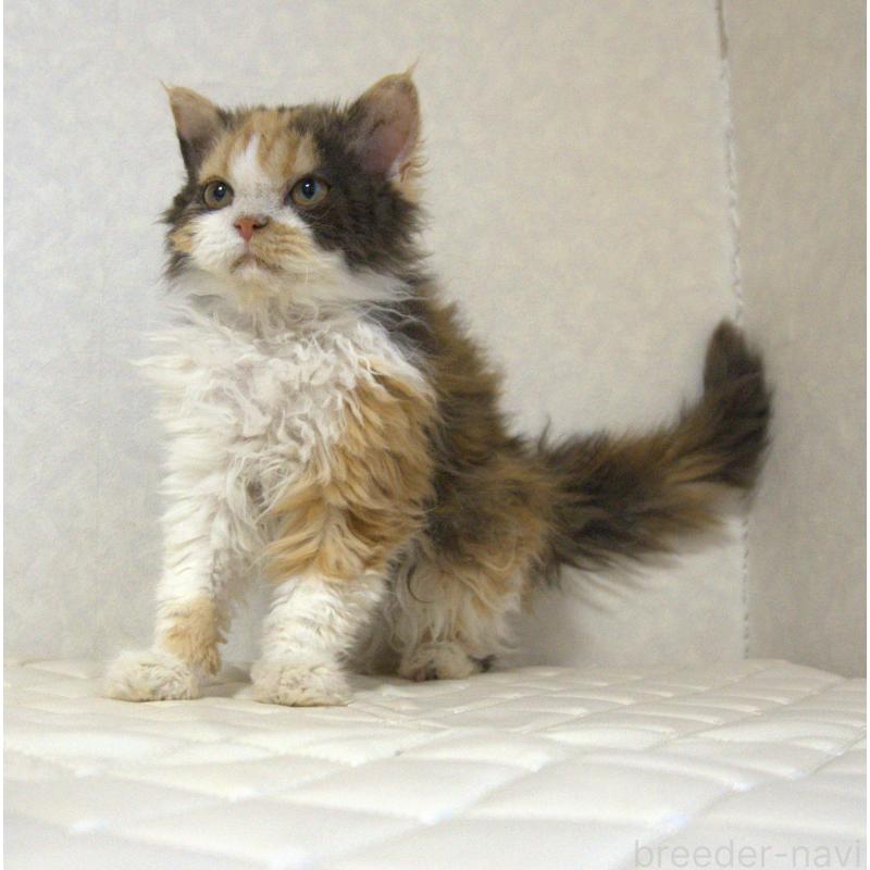 販売中の静岡県のセルカークレックス-122027の9枚目