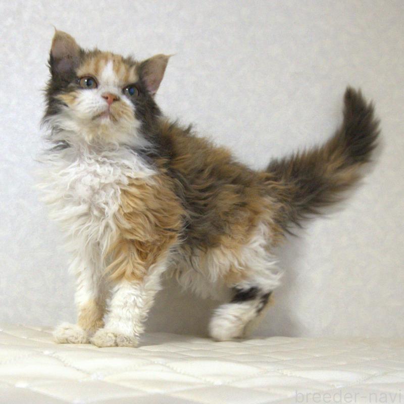 販売中の静岡県のセルカークレックス-122027の8枚目