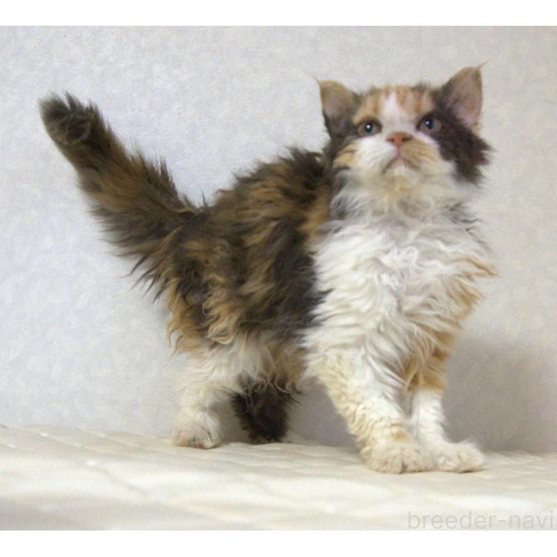 販売中の静岡県のセルカークレックス-122027の7枚目