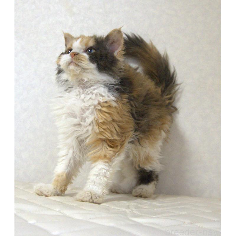 販売中の静岡県のセルカークレックス-122027の6枚目