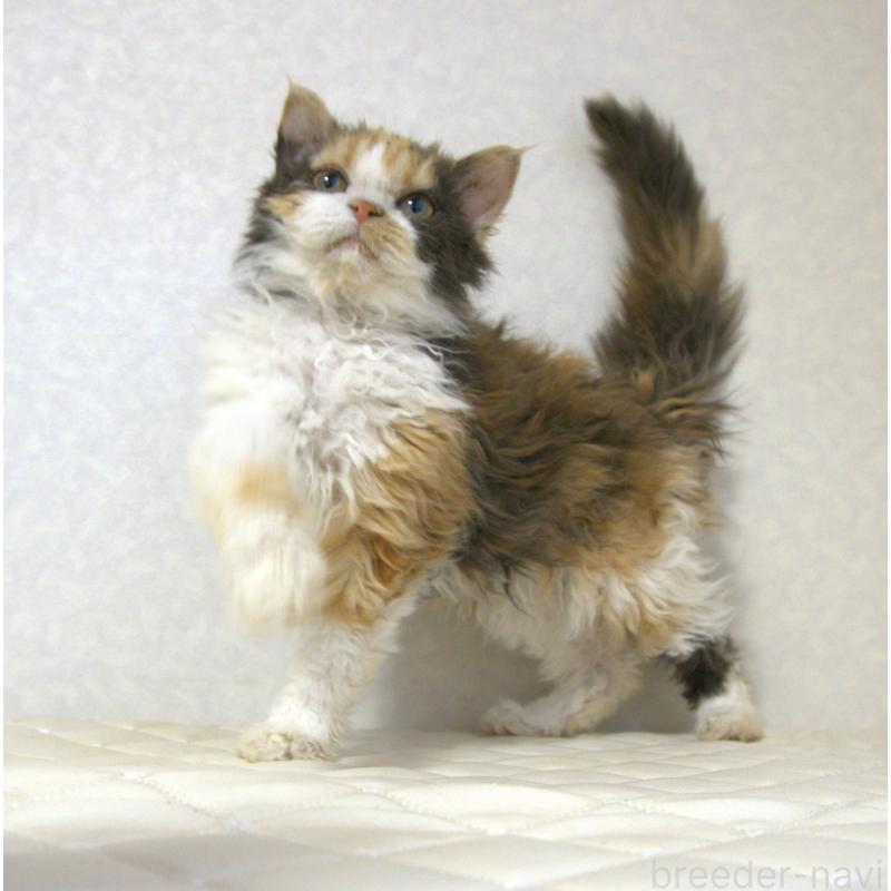 販売中の静岡県のセルカークレックス-122027の5枚目