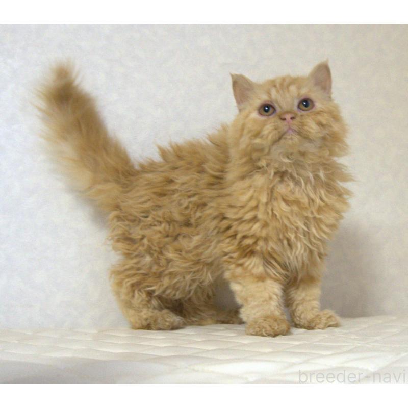 販売中の静岡県のセルカークレックス-122030の9枚目