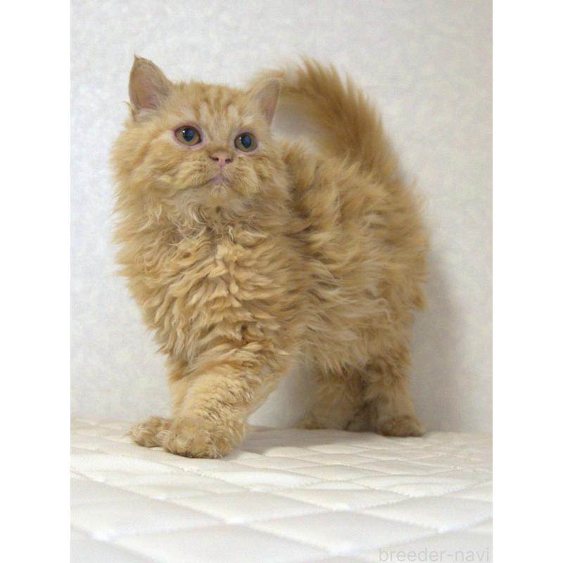 販売中の静岡県のセルカークレックス-122030の8枚目