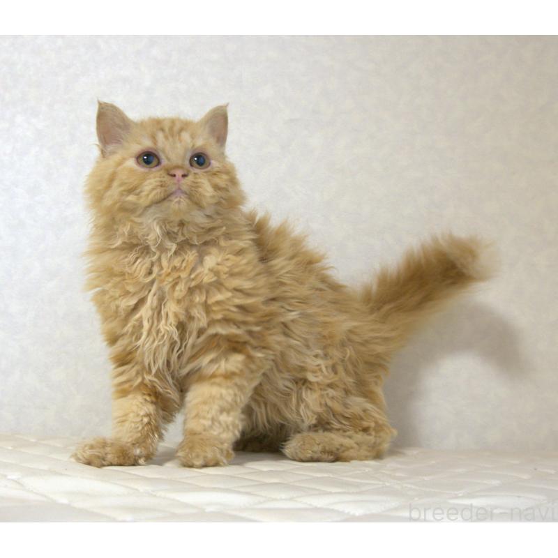 販売中の静岡県のセルカークレックス-122030の7枚目