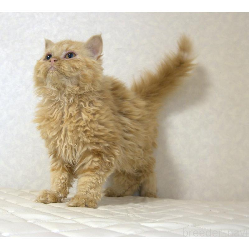 販売中の静岡県のセルカークレックス-122030の6枚目