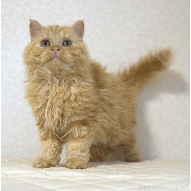 販売中の静岡県のセルカークレックス-122030の5枚目