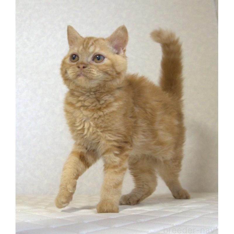 販売中の静岡県のセルカークレックス-122032の6枚目