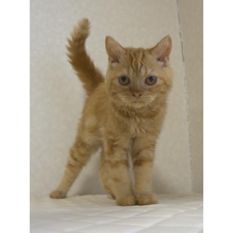 販売中の静岡県のセルカークレックス-122032の5枚目