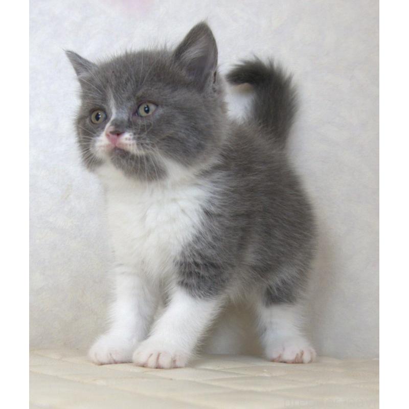 販売中の静岡県のブリティッシュショートヘア-129203の9枚目