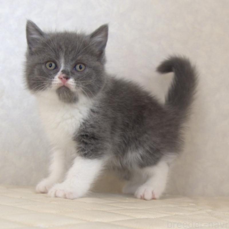 販売中の静岡県のブリティッシュショートヘア-129203の8枚目