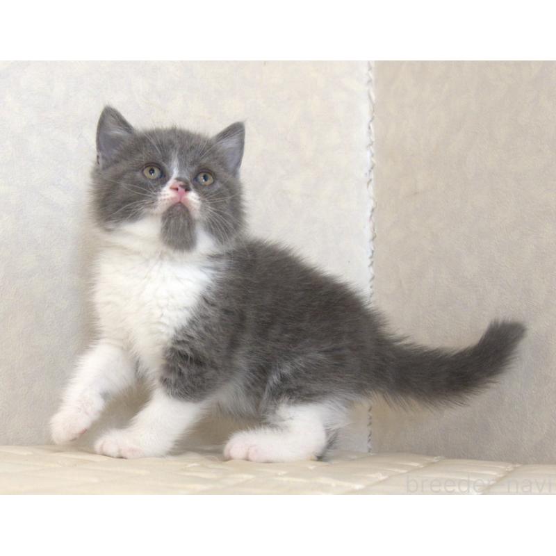 販売中の静岡県のブリティッシュショートヘア-129203の7枚目