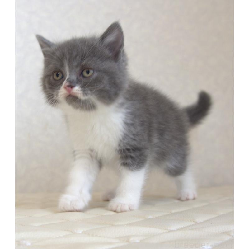 販売中の静岡県のブリティッシュショートヘア-129203