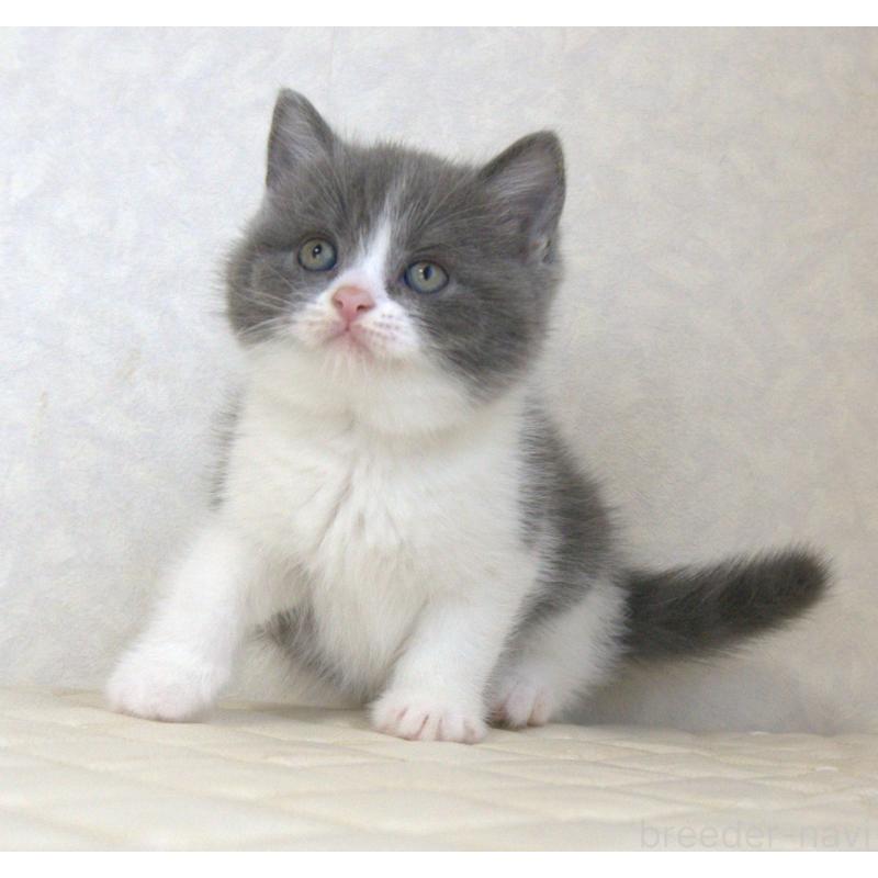 販売中の静岡県のブリティッシュショートヘア-129204の10枚目