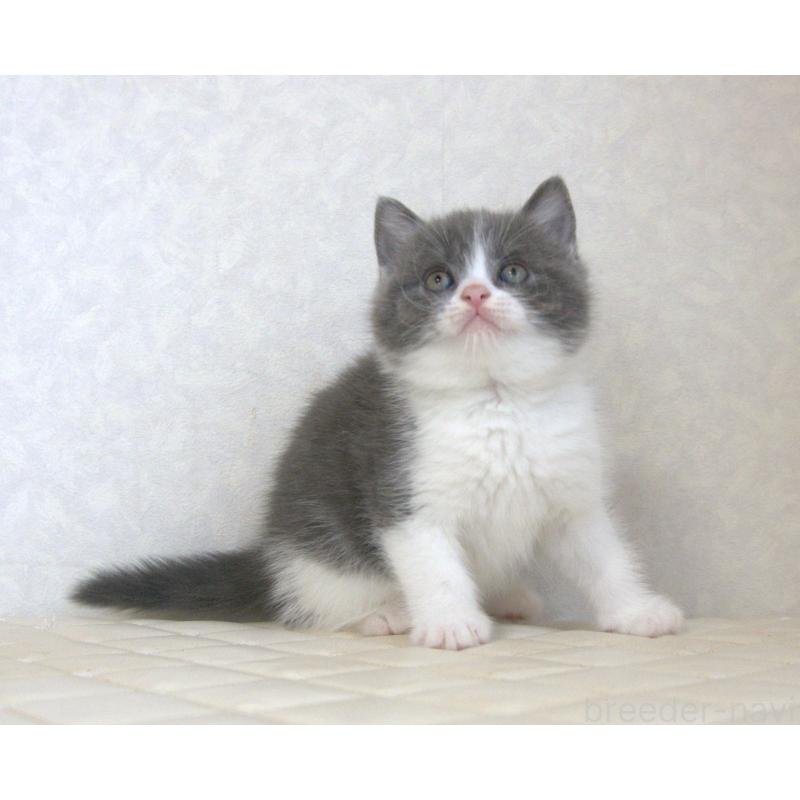 販売中の静岡県のブリティッシュショートヘア-129204の9枚目