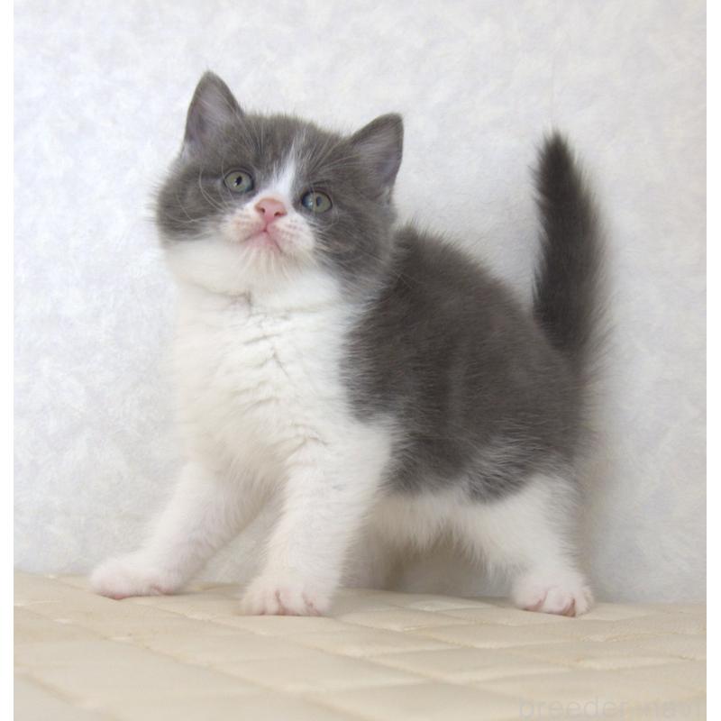 販売中の静岡県のブリティッシュショートヘア-129204の8枚目