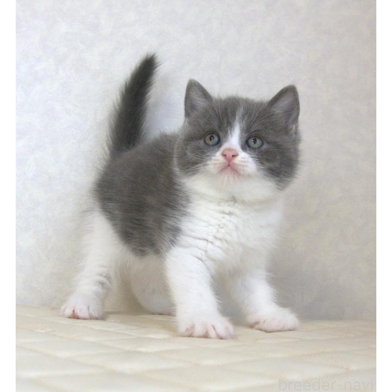 販売中の静岡県のブリティッシュショートヘア-129204の7枚目