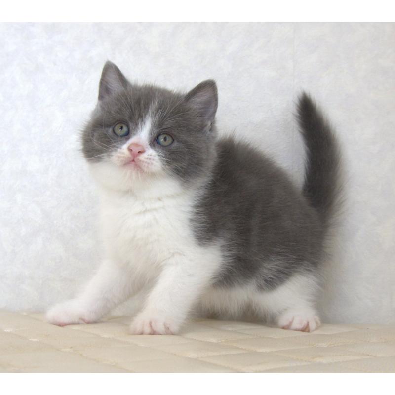 販売中の静岡県のブリティッシュショートヘア-129204