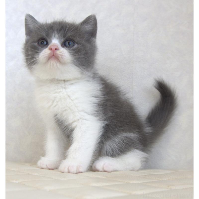 販売中の静岡県のブリティッシュショートヘア-129202の9枚目