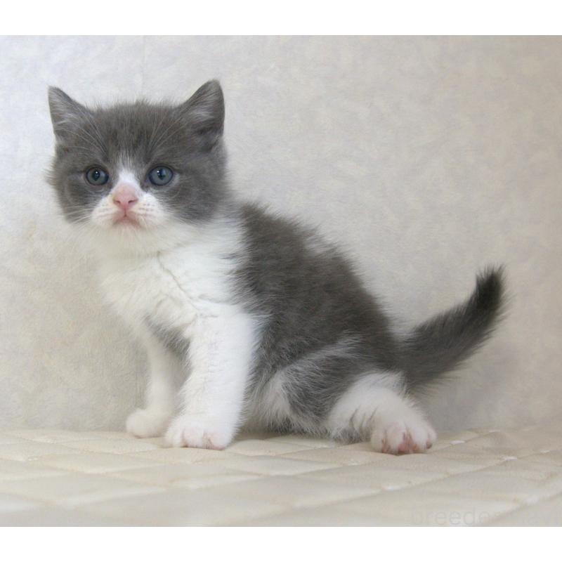 販売中の静岡県のブリティッシュショートヘア-129202の8枚目