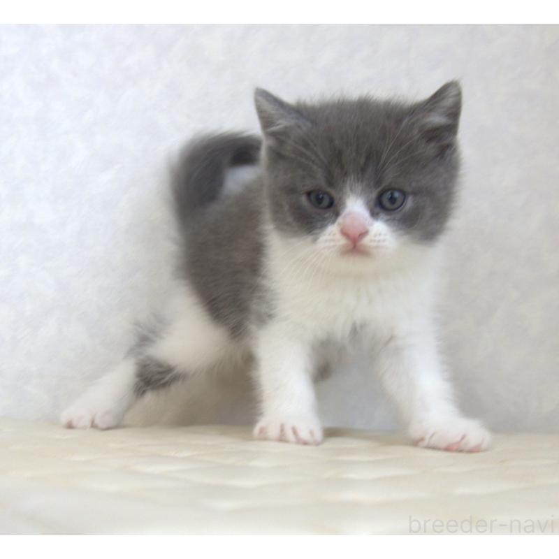 販売中の静岡県のブリティッシュショートヘア-129202の7枚目