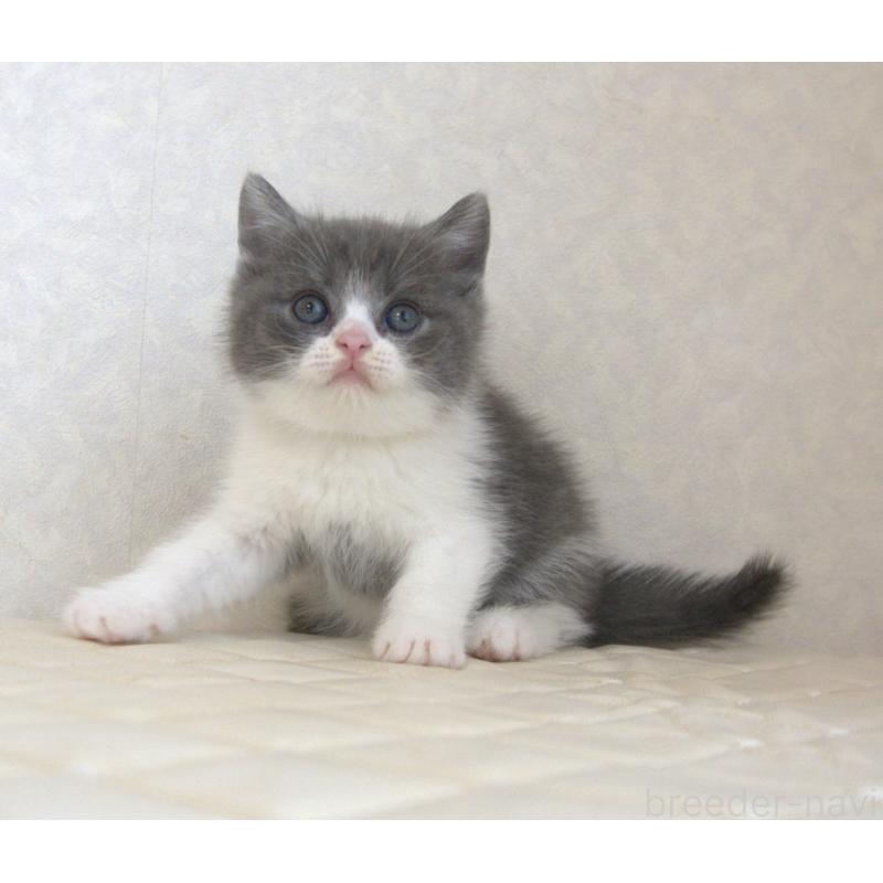 販売中の静岡県のブリティッシュショートヘア-129202