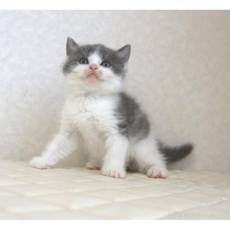 販売中の静岡県のブリティッシュショートヘア-129201の10枚目