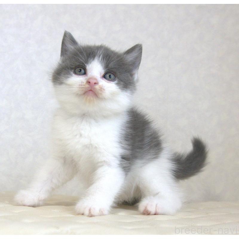 販売中の静岡県のブリティッシュショートヘア-129201の9枚目