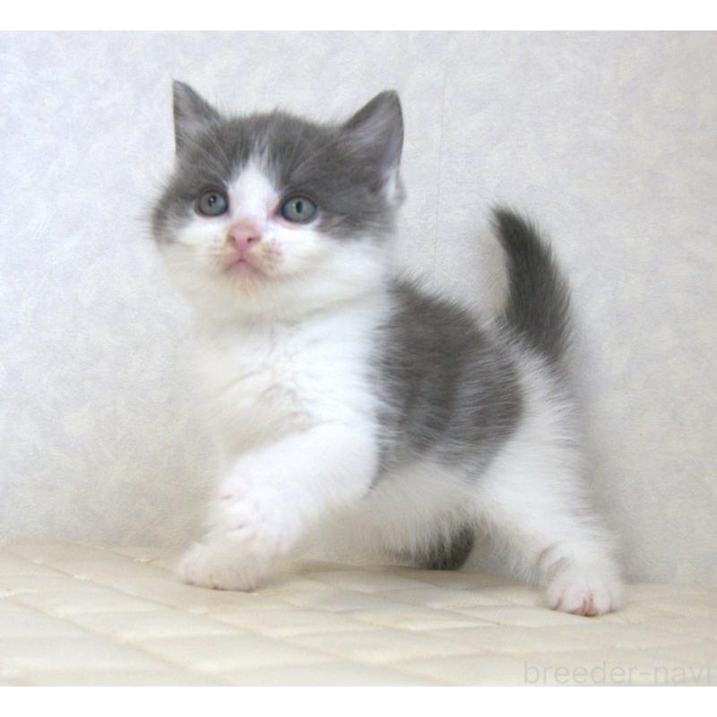 販売中の静岡県のブリティッシュショートヘア-129201の8枚目