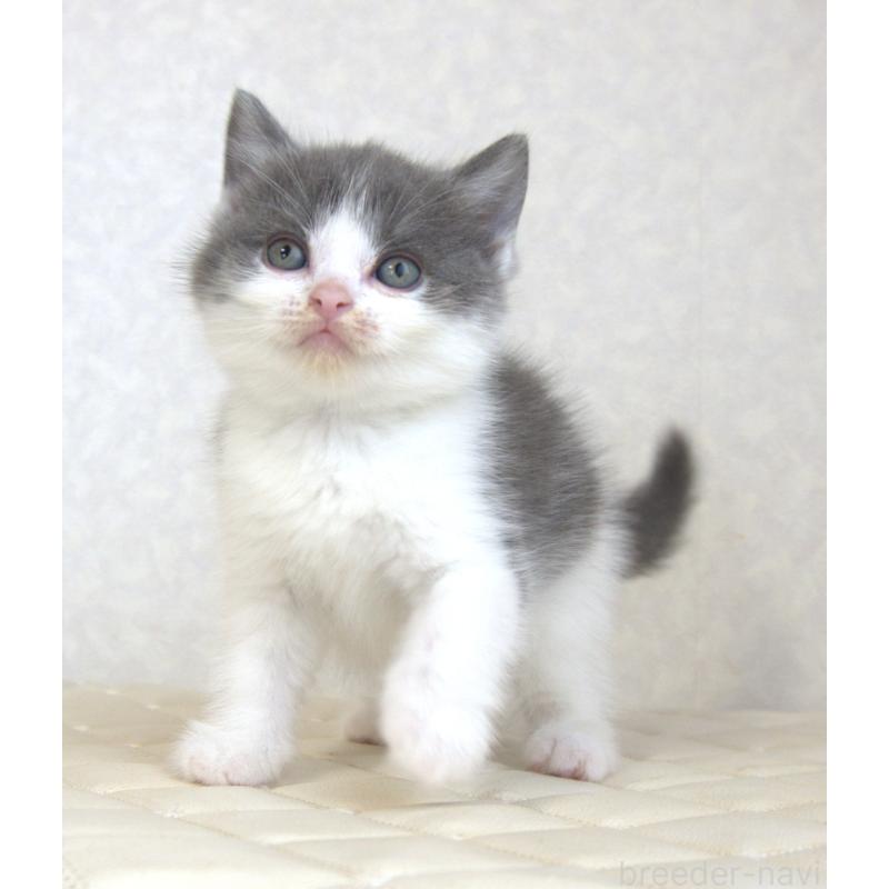 販売中の静岡県のブリティッシュショートヘア-129201の7枚目